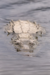 American Crocodile in the Tarcoles River in Costa Rica