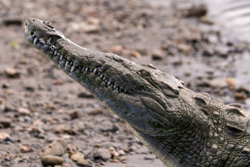 American Crocodile in the Tarcoles River in Costa Rica