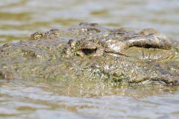 American Crocodile in the Tarcoles River in Costa Rica