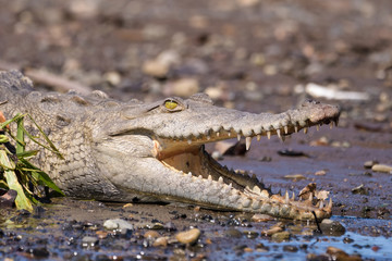 American Crocodile in the Tarcoles River in Costa Rica