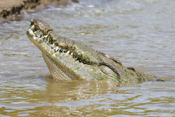 American Crocodile in the Tarcoles River in Costa Rica