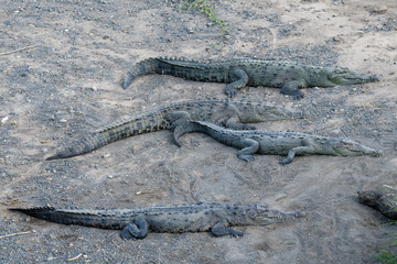American crocodile sunbathing underneath the Tarcoles Bridge in Costa Rica