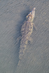 American Crocodile in the Tarcoles River in Costa Rica