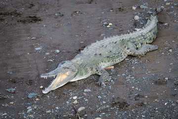 American crocodile sunbathing underneath the Tarcoles Bridge in Costa Rica