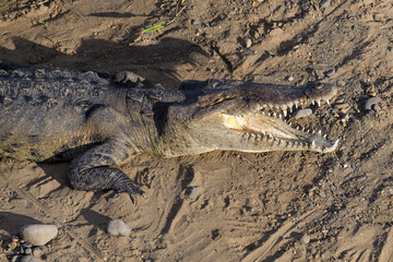 American crocodile sunbathing underneath the Tarcoles Bridge in Costa Rica