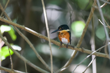 Pigmy kingfisher sitting on a branch in the mangroves of the Tarcoles River in Costa Rica
