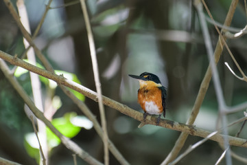 Pigmy kingfisher sitting on a branch in the mangroves of the Tarcoles River in Costa Rica