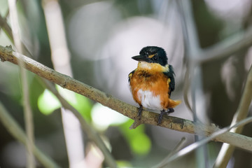 Pigmy kingfisher sitting on a branch in the mangroves of the Tarcoles River in Costa Rica
