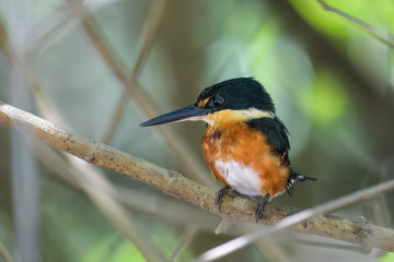 Pigmy kingfisher sitting on a branch in the mangroves of the Tarcoles River in Costa Rica