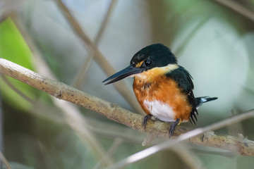 Pigmy kingfisher sitting on a branch in the mangroves of the Tarcoles River in Costa Rica