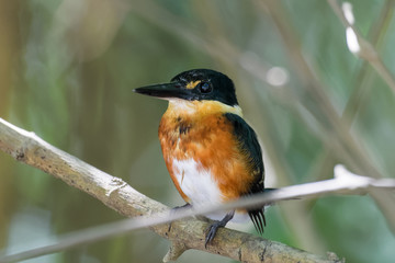 Pigmy kingfisher sitting on a branch in the mangroves of the Tarcoles River in Costa Rica