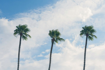 Obraz premium Three palm trees on a cloudy blue sky background. Summer vacation and travel concept