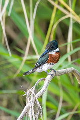Green kingfisher on a branch above the Tarcoles River in Costa Rica