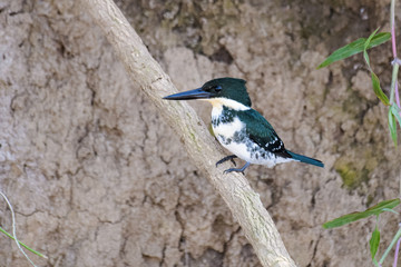Green kingfisher on a branch above the Tarcoles River in Costa Rica