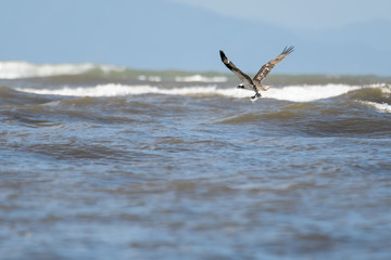 Osprey with a fish above the rivermouth of the Tarcoles River in Costa Rica