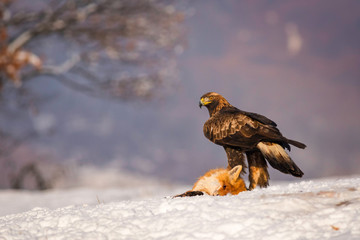 Beautiful Golden Eagle standing in the snow near a fox.