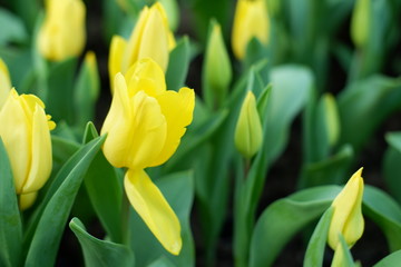 tulip yellow color background