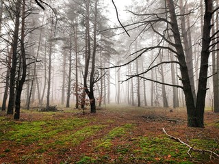 Fog in the forest