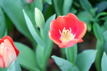 colorful tulip flower background