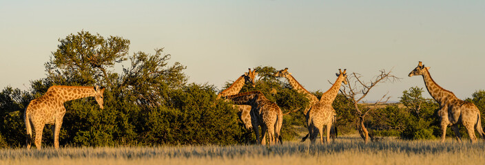 South African giraffe or Cape giraffe (Giraffa camelopardalis giraffa) herd. Kalahari, South Africa © Roger de la Harpe