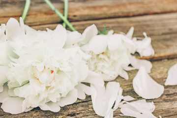 Fototapeta premium white peonies, valentine's day, mother's day, spring