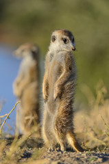 Meerkat or suricate (Suricata suricatta). Kalahari. South Africa