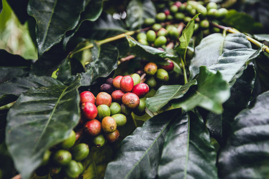coffee plant tree