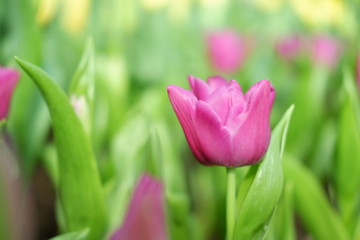 tulip pink color background