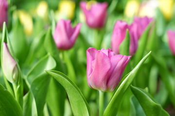 tulip pink color background