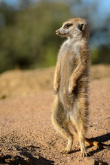 Naklejka na ściany i meble Meerkat or suricate (Suricata suricatta). Kalahari. South Africa