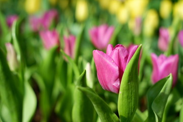 tulip pink color background