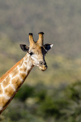 Obraz premium South African giraffe or Cape giraffe (Giraffa camelopardalis giraffa). Kalahari, South Africa