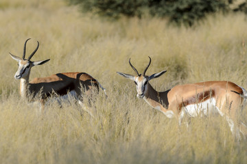 Springbok (Antidorcas marsupialis). Kalahari, South Africa