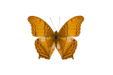 vindula erota butterfly isolated on white background