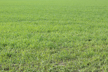 Obraz premium A lawn field during early spring with mowed grass in Galliate, Piedmont region, Italy