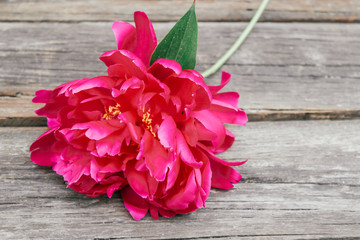 red peonies, valentine's day, mother's day, spring