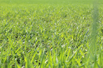 A close view of a lawn field in perspective during early spring with mowed grass in Galliate, Piedmont region, Italy