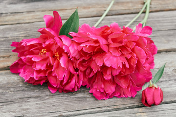 red peonies, valentine's day, mother's day, spring