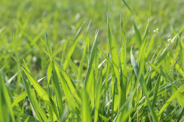 A close view of a lawn field in perspective during early spring with mowed grass in Galliate, Piedmont region, Italy