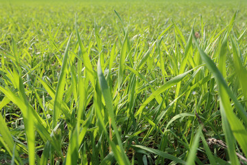 A close view of a lawn field in perspective during early spring with mowed grass in Galliate, Piedmont region, Italy