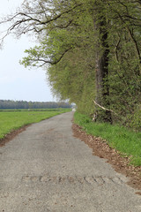 Fototapeta premium A countryside rural landscape with a grazing, lawn grass and an unpaved path alongside forest trees with buds during spring in Cameri, Piedmont, Italy