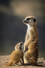 Fototapeta premium Meerkat or suricate (Suricata suricatta). Kalahari adult and juvenile. South Africa
