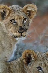 Obraz na płótnie Canvas Lion (Panthera leo) cub. Kalahari, South Africa