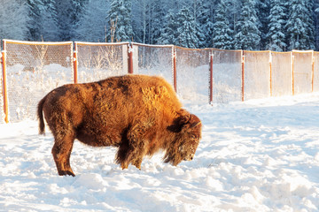 bison on a snowy field