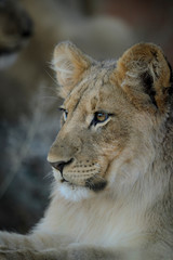 Obraz na płótnie Canvas Lion (Panthera leo) cub. Kalahari, South Africa