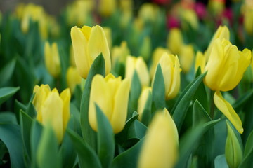 Naklejka premium tulip yellow color background