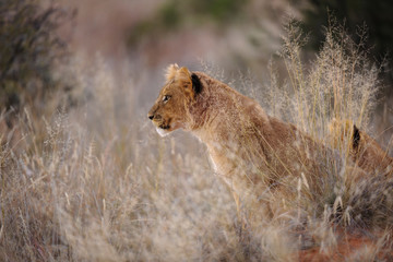 Lion (Panthera leo) cub. Kalahari, South Africa