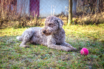 Lagotto Romagnolo truffle dog playing with ball on the grass