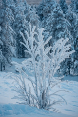 Frozen bush covered with snow and ice in winter