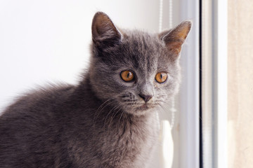a british shorthair cat